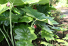 podophyllum pleinantha -7
